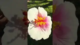 Wishing it could be summer forever &hearts;️ 🌸☀️🌷🍒 www.islandaesthetica.com.au
