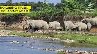 BEAUTIFUL ELEPHANT HERD || CROSSING DOIGRUNG  RIVER