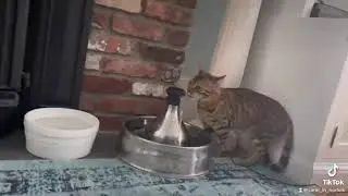 funny cat video #catvideos #cats #catlover #cutecat #kidscircle