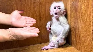 Baby monkey Kyo was angry with Dad and quietly left...!