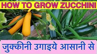 How to grow zucchini I Grow Zucchini at home easily I zucchini from seed to harvest I जुकिनी उगाएं