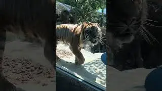Cabybaras roam free in this zoo in Japan| Kobe animal kingdom . Follow my TikTok: parteeofthree7