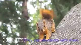 Squirrel shaking his Tail♡リスのしっぽフリフリ