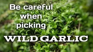 Be careful when picking wild garlic!