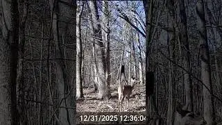 Game Cam Highlights 38