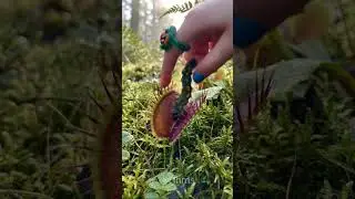 CARNIVOROUS PLANTS vs. Fly Trap Vs. ASMR: High-definition snap comparison (Who is louder?)