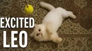 Leo&rsquo;s Wild Ball Chase🐾&ndash; You&rsquo;ve Never Seen a Cat This Excited!