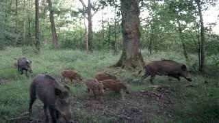 les visiteurs du d&eacute;but juillet:sangliers, biche, faon, renard, cerf mulet 🤩😃#wildlife#biche#animaux