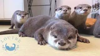 Чем плох сон с выдрами?