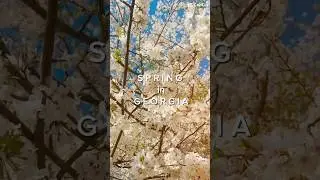 Spring In Georgia #spring #springtime #springonshorts #blossom #nature #georgia #usa