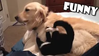 Best Funny Animals Compilation - Animal Fails Compilation 2019 | FunToo