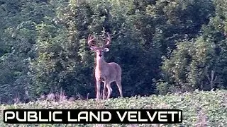 Found Some BIG PUBLIC LAND Bucks