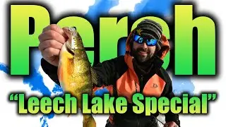 Leech Lake Perch Fishing