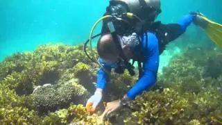 Тайтай, Морские сады Палавана (садоводство кораллов и таклобо)