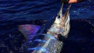 Like a white marlin but on steroids!