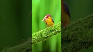 The colour bomb - ODKF
