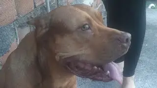 PITBULL ao vivo!