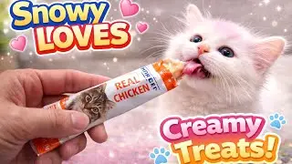 Snowy Eating Creamy Chicken Treat 😻 | Cute Cat Video