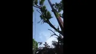 Tree Service North NJ