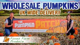 Wholesale pumpkins in bulk from Foxes Farm Produce