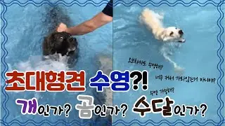 초대형견 수영?! 가능한가? 네! 코카시안 오브차카 + 미들아시안 오브차카 콜라보(ovcharka swimming)