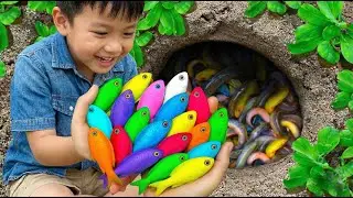 Catching Beautiful Aquarium Fish in a Small Pond 🐠  Baby Turtles, Eel, Guppies & Nemo Fish