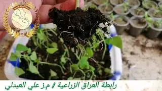 انجح طريقة لزراعة بذور فاكهة البابايا و تفريدها الى السنادين