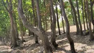 Inside Horhap Forest, Ranchi, Jharkhand
