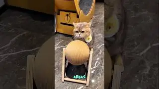 Why Cats Scratch Furniture 🐾 | It&rsquo;s Not What You Think! #catfacts #pets