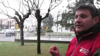 Recupero di aceri negundi capitozzati a cura di Andrea Iperico, Giardiniere BioEtico di Imola