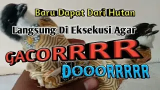 Beli burung Cendet/Pentet Bahan || Hasil pikatan dan Cara Perawatannya