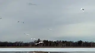 Crex Meadows April 3rd 2022