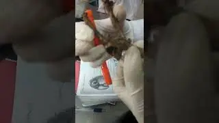 Hyoid Apparatus Anatomy with identification points ||Uvasian Notes