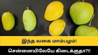 Variety of organic mangoes grown in Chennai! #mangoes #organicmango#kesar #Dasheri #alphons