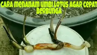 Cara menanam umbi lotus yang benar agar cepat berbunga dan tumbuh sehat