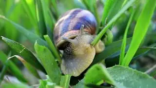 Mike Koylo - Accelerated snail video (Official Music Video)