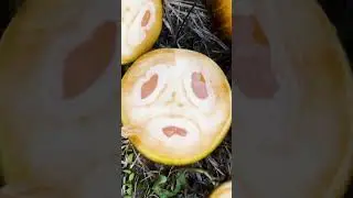 Harvesting Toddy Palm Fruit Jelly | THATI MUNJULU