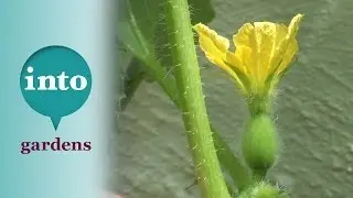 Growing melons
