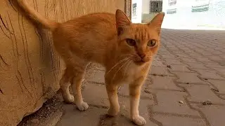 A Sweet Ginger Cat With A Long Mustache Who Wants Love And Food.