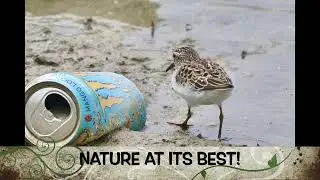 WORLD'S SMALLEST SHORELINE BIRD - LEAST SANDPIPER (FUN FACTS & SOUNDS!)