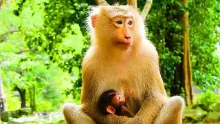 ROSE MONKEY NURSING RAINBOW BABY TO DRINK MILK IN THE MORNING!