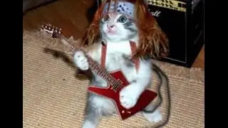 Hard Rock Cat