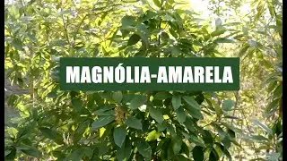 Magn&oacute;lia amarela (Magnolia champaca)