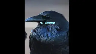 top 10 most intelligent animals in the world #animals #shorts #youtubeshorts #top