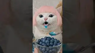 😸 Cat and Baby Shark ASMR FOOD challenge😸eating sounds🎧 |  #shorts #asmr #cat #tralalerito
