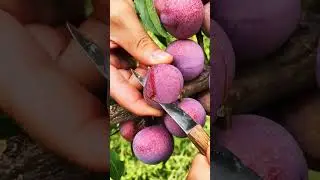 Why Plum Fruit is the Ultimate Superfood
