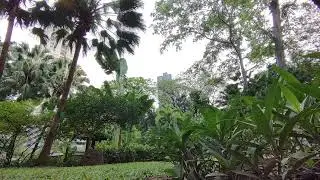 Video Background Natural Garden Low Angle NO SOUND