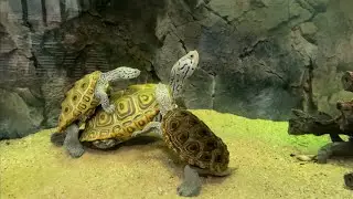 Malaclemys terrapin mating