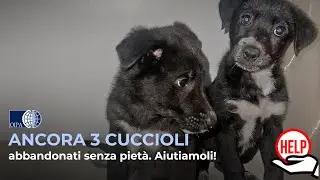 Campofelice (PA). Ancora due cuccioli gettati a morire senza pietà 💔