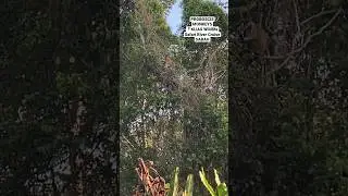 PROBOSCIS Monkey sighting | KLIAS Wildlife Safari River Cruise, Sabah #proboscismonkey #sabah #klias